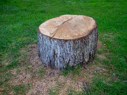 Best Commercial Tree Services  in Seadrift, TX