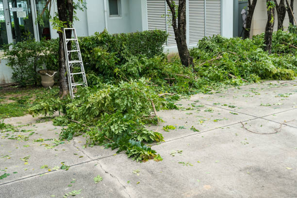 How Our Tree Care Process Works  in  Seadrift, TX
